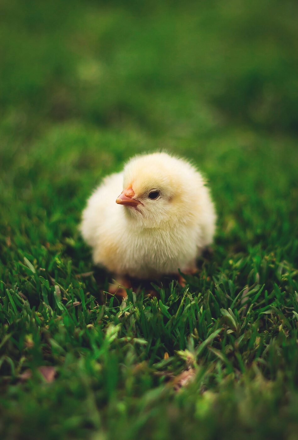 Baby chicks