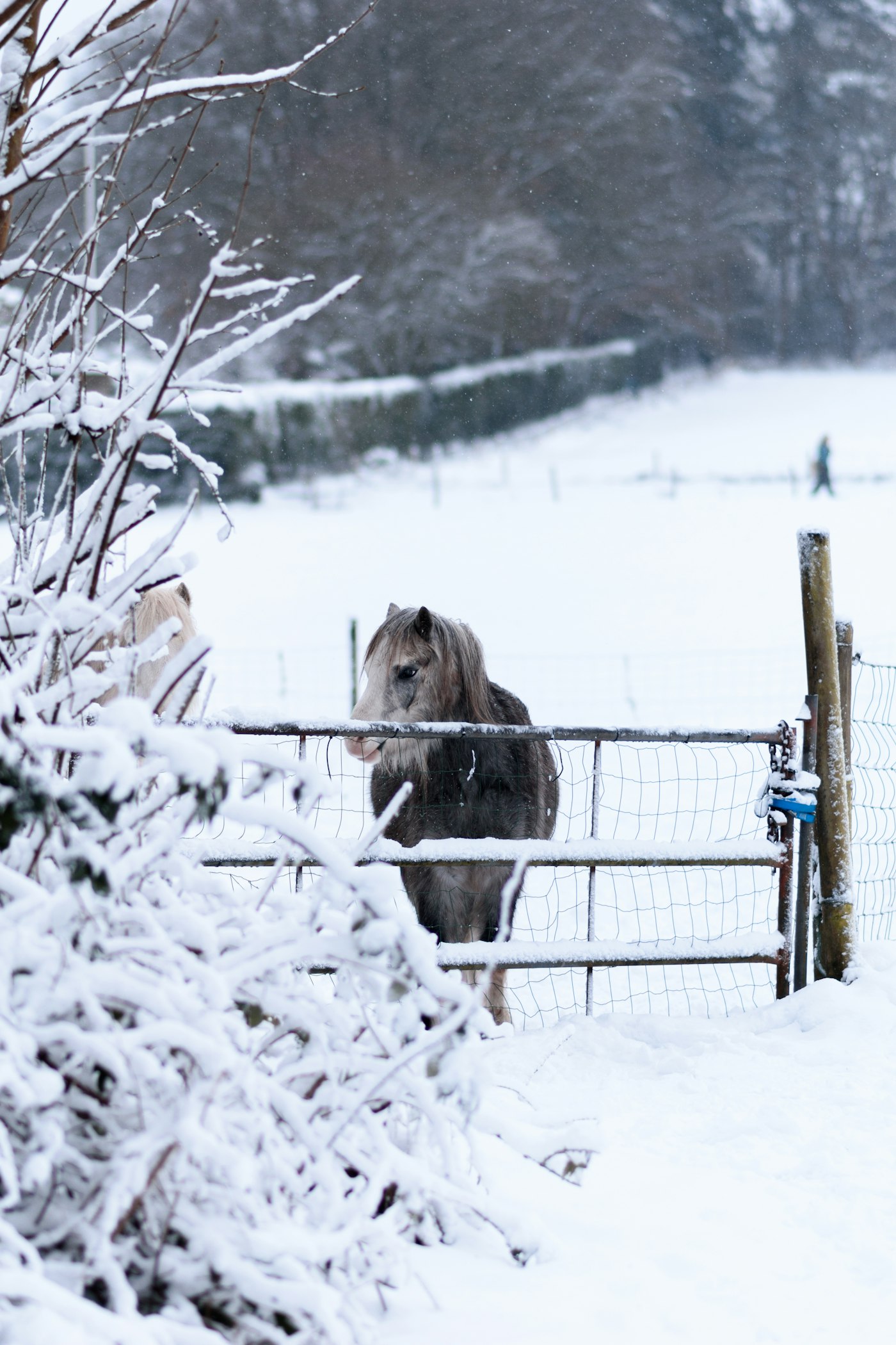 Best Practices for Keeping Your Animals Warm During the Winter
