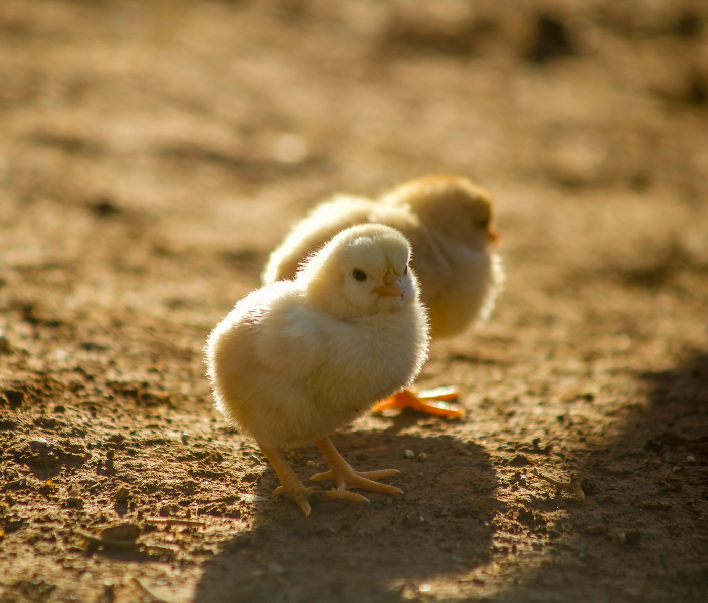 Chicks