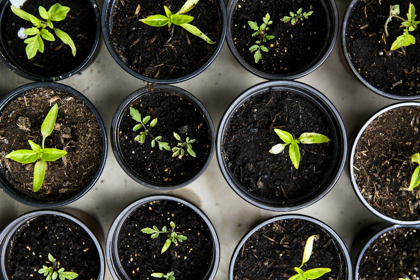 How to Make Your Garden Eco-Friendly