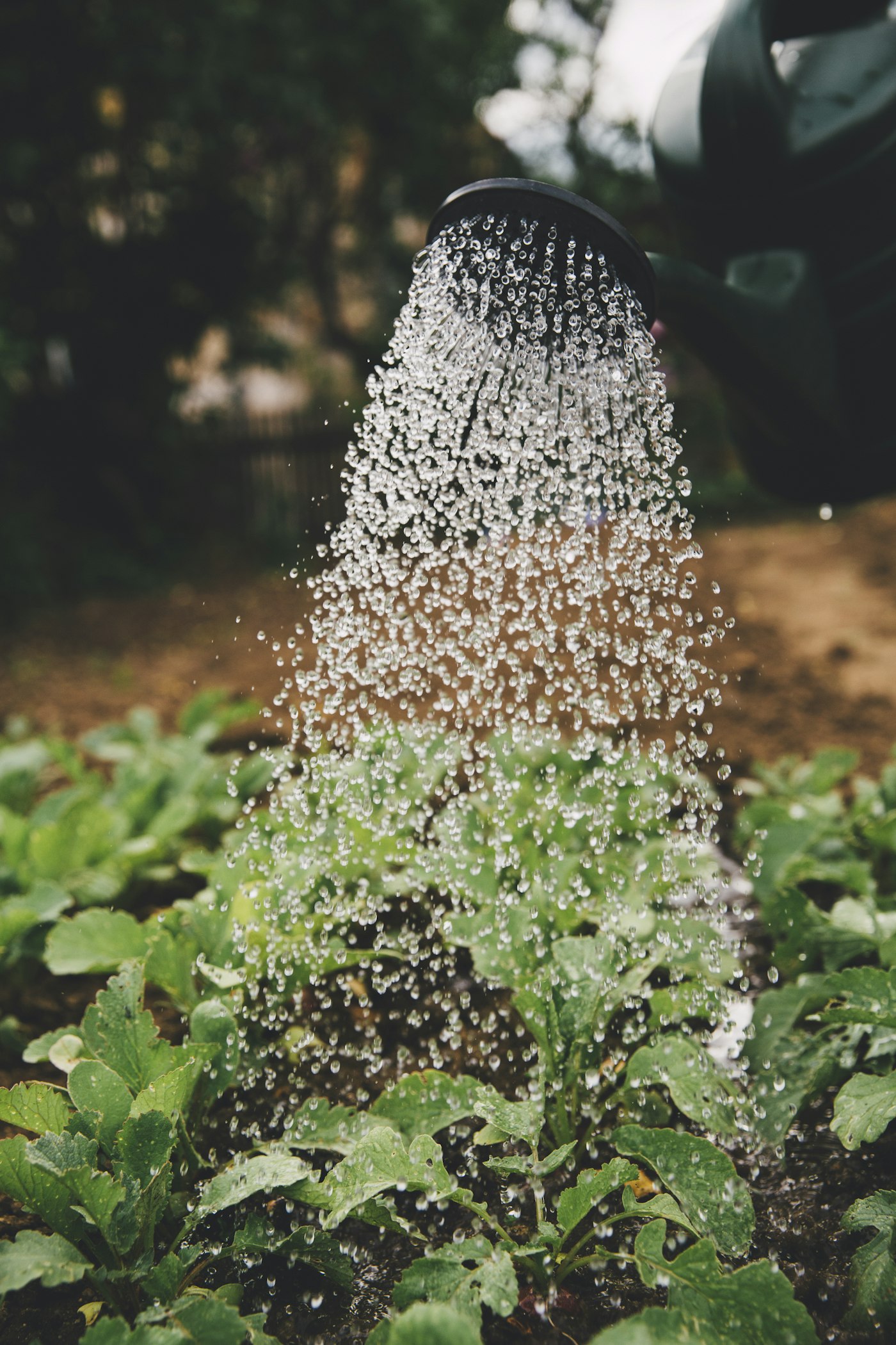The Best Fertilizing Schedule for Your Garden