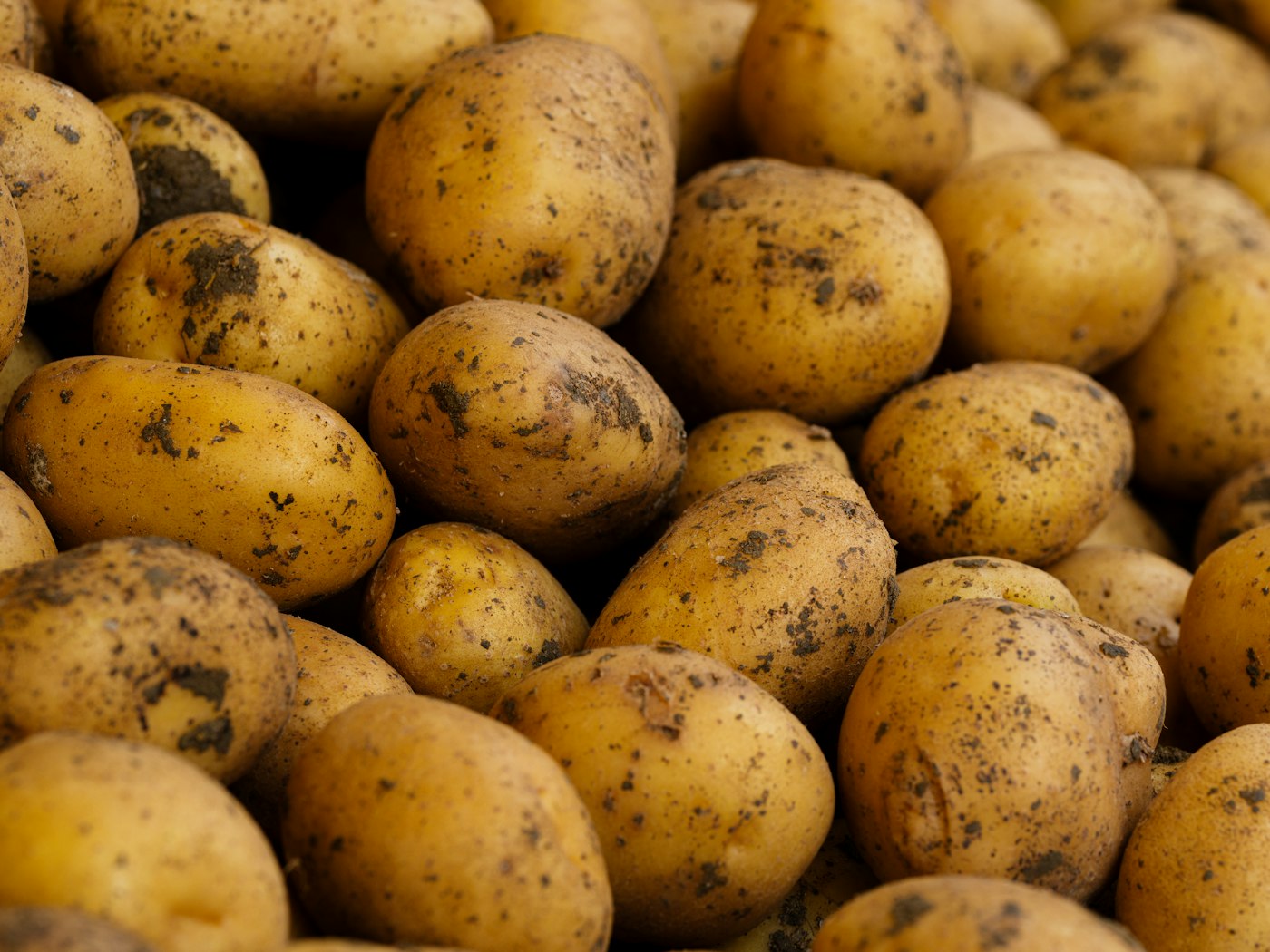 The History of Potato Harvests in Maine