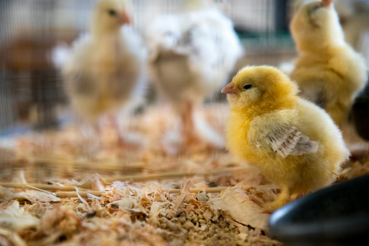 Starting and Raising Chicks