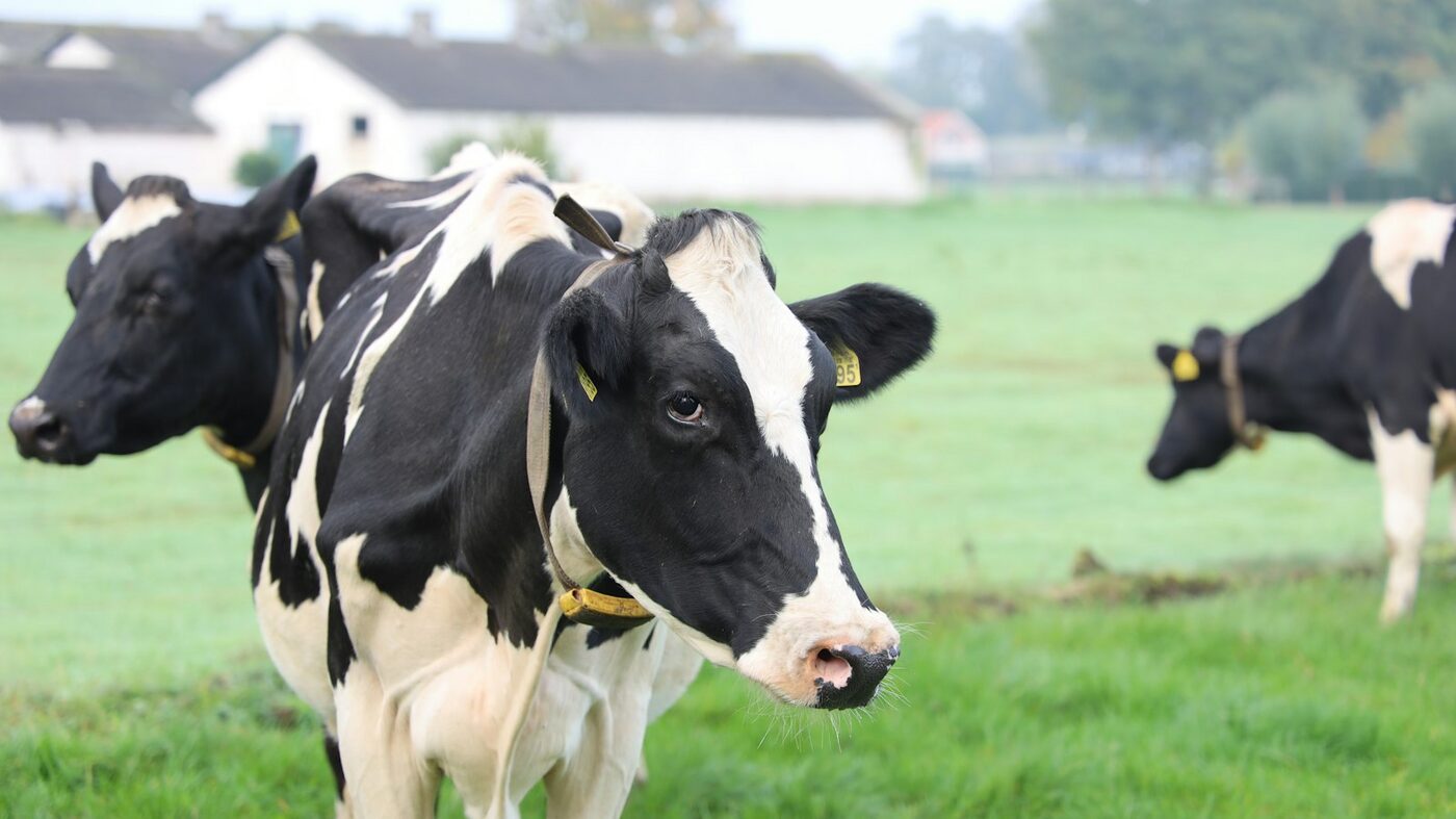Farm animals at Perkco Supply