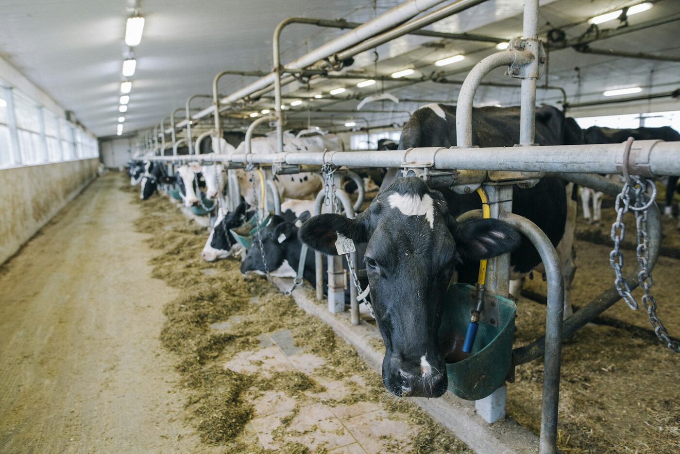 Feed for cows
