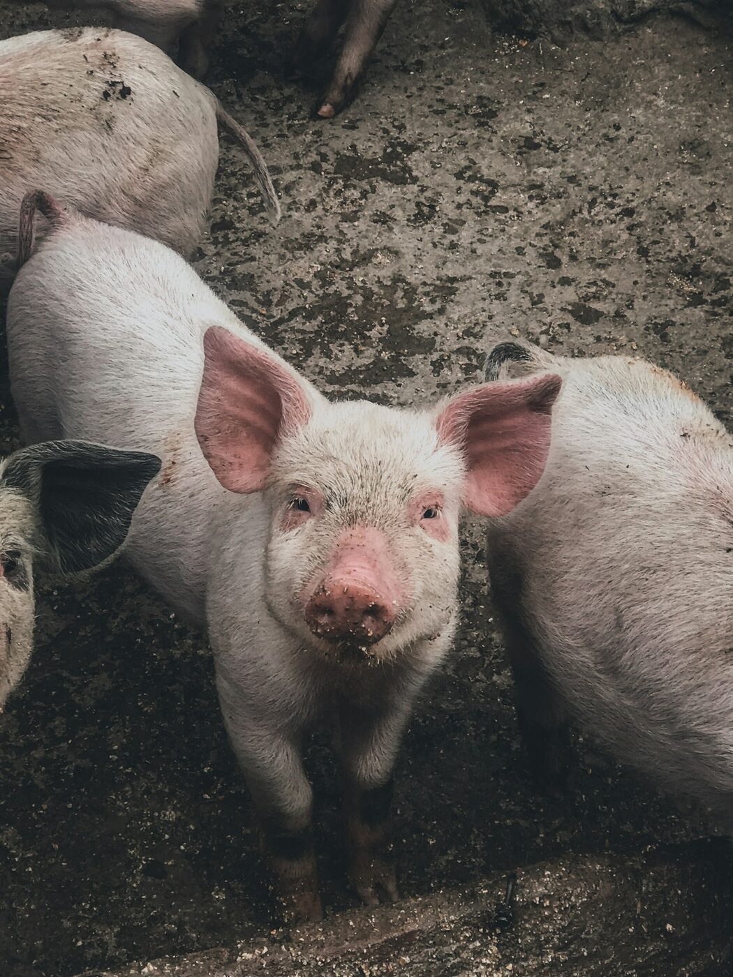 Farm animals